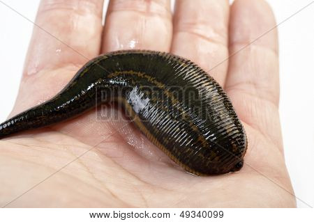 Medicinske Leech-hirudo medicinalis