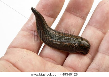 Medicinal Leech-hirudo medicinalis