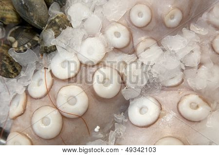 pieuvre sur glace