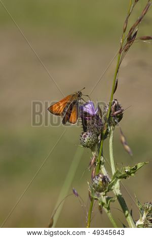 Large Skipper Butterfly On A Thistle