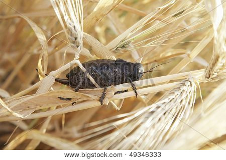 gafanhoto (locusta viridissima) em um campo de trigo
