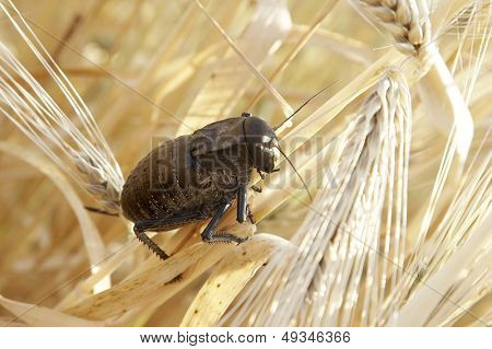 gafanhoto (locusta viridissima) em um campo de trigo