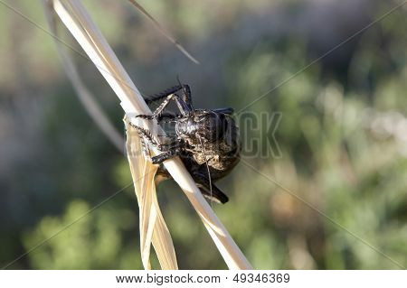 gafanhoto (locusta viridissima) em um campo de trigo