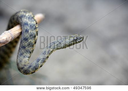 cobra