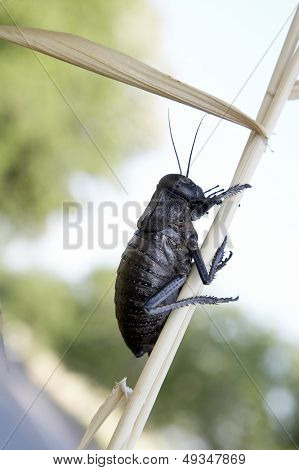gafanhoto (locusta viridissima) em um campo de trigo