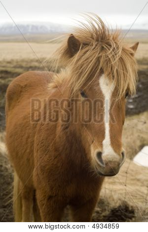 Tanhorse
