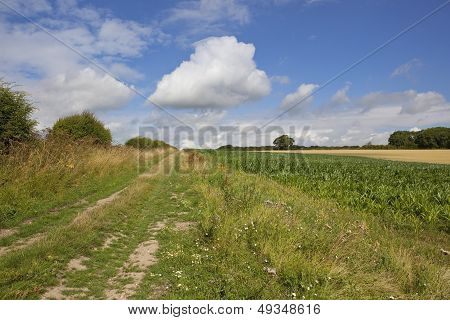 Summer Bridleway