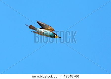 Bee-Eater(Merops apiaster) ve mavi gökyüzü uçan
