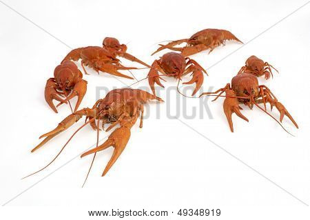 กุ้งแดงแยก