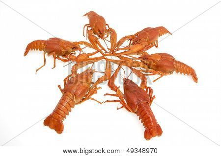 กุ้งแดงแยก