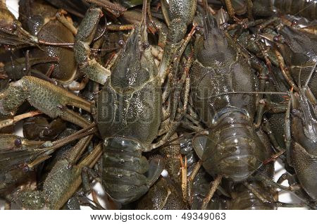 กุ้งสด