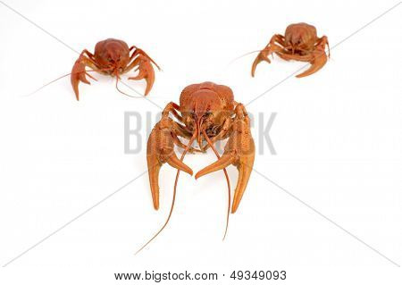 กุ้งแดงแยก