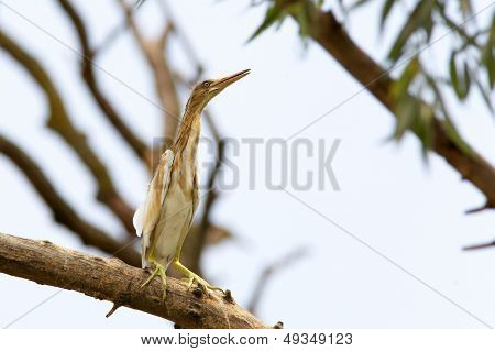 Heron Ardeola Ralloides