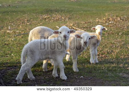 cute little lambs