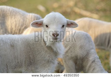 cute little lambs