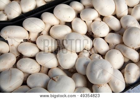 gombafejek