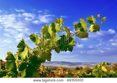 Grapevines, Mountains And Blue Sky