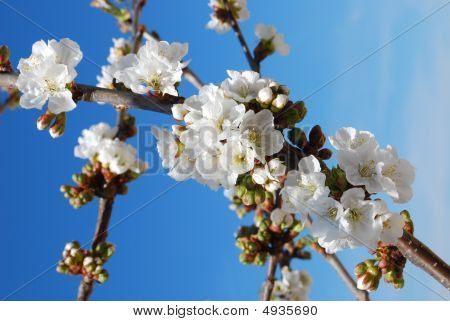 Flores de cereja