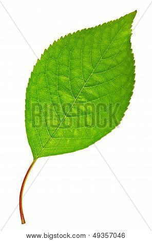 Green Leaf