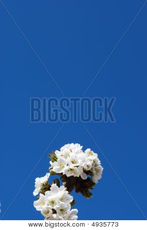 Flores de cereja