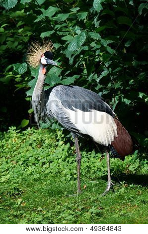 Grey Crowned Crane