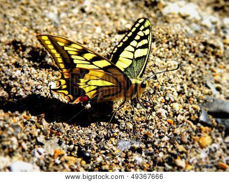butterfly