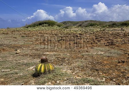 Volcanic Landscape With Cactus