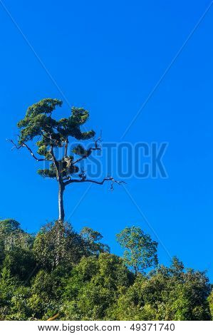 Green tree with blue sky