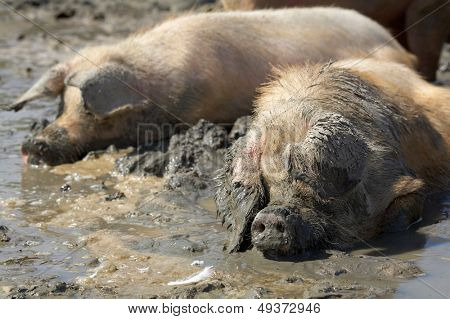 Schweine im Schlamm