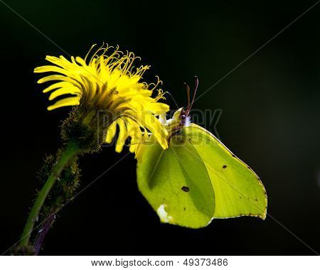 Butterfly, Against The Light