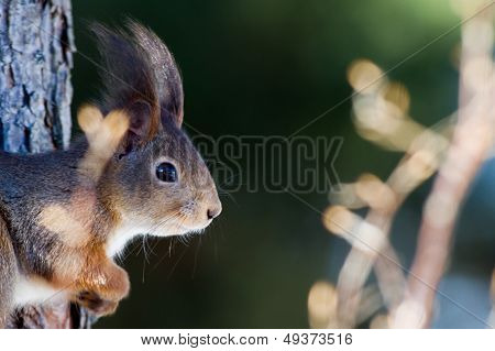 The Red Squirrel (Sciurus vulgaris) In Profile