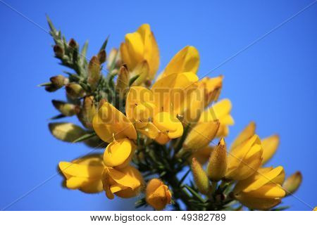 Gorse