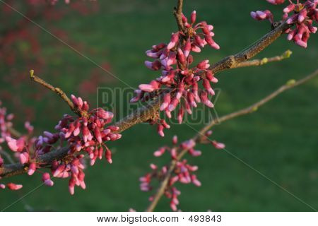 Redbud větev