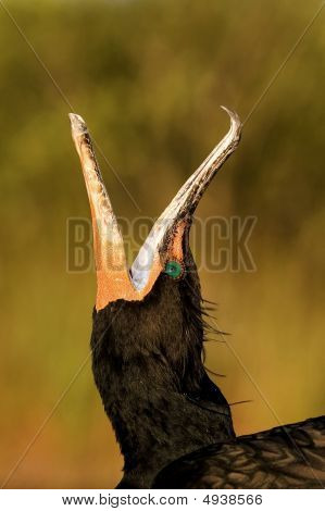 Çift Tepeli karabatak