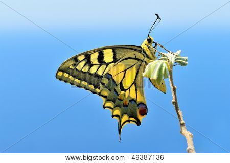 Östra Tiger Swallowtail