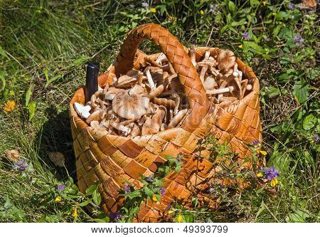 Birchbark Basket Full Of Mushrooms On The Grass In The Forest