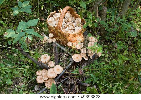Birchbark Basket Full Of Mushrooms