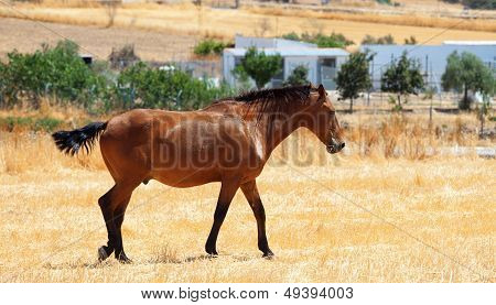 Horse Walking Through A Pasture