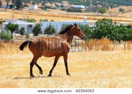 Horse Walking Through A Pasture