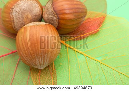 hazelnuts and transparent colorful leaves on green background