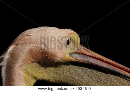 Pelikán (pelecanus Onocrotalus)