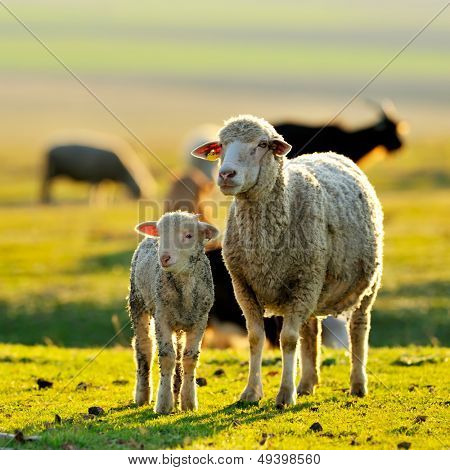 sheep with cute lamb on field in spring