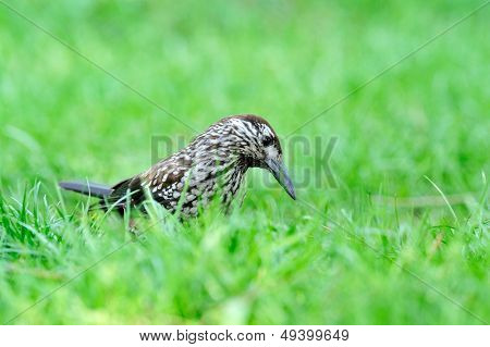 nutcracker (nucifraga caryocatactes) in the grass