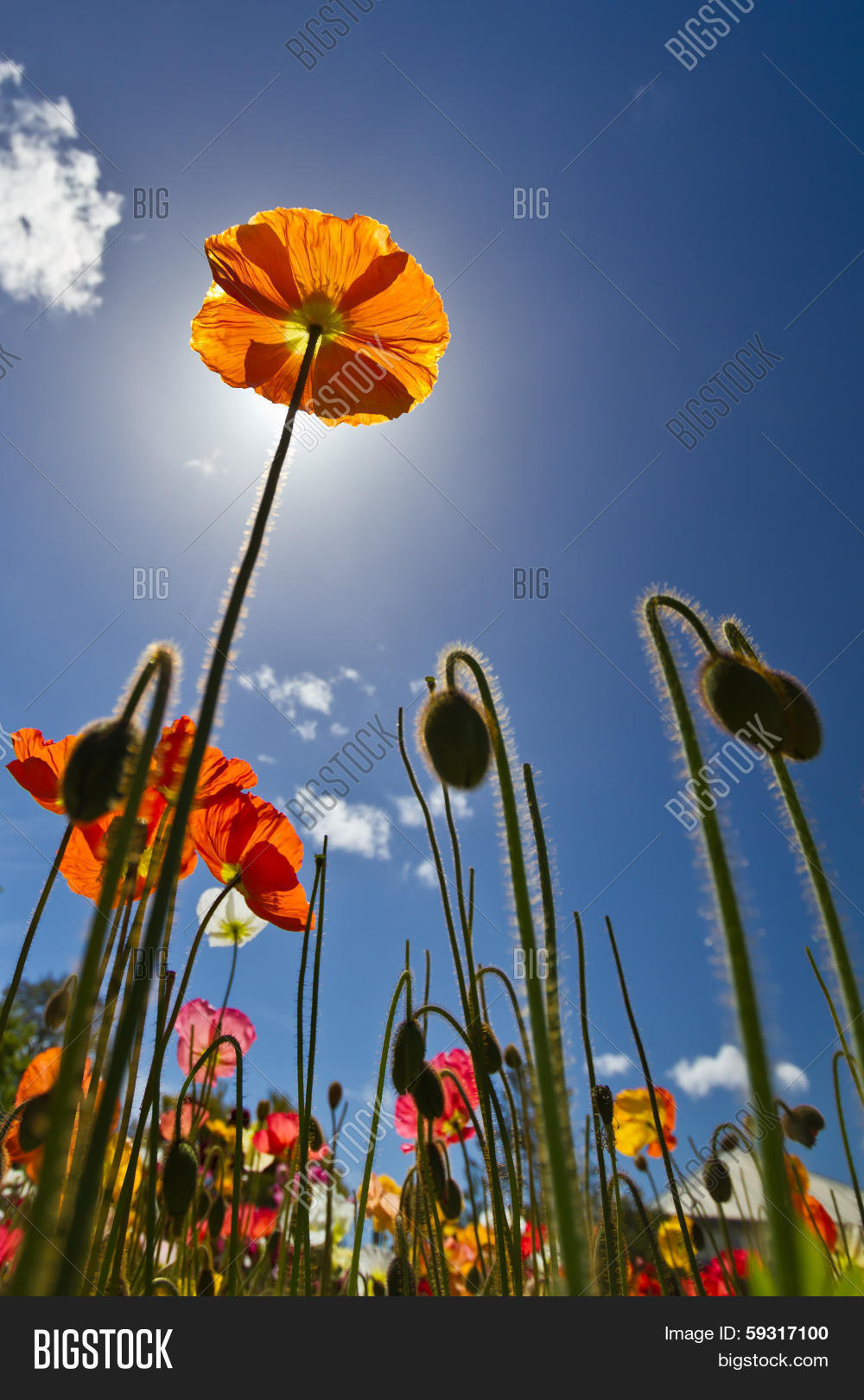 Tall Poppy Image & Photo (Free Trial) Bigstock