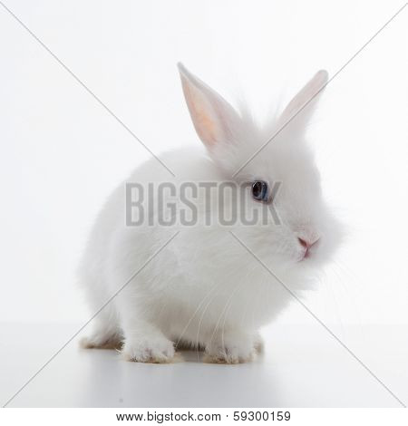 White rabbit isolated on white background