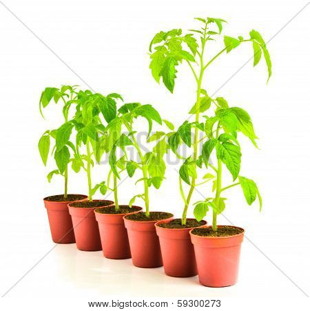 Green Seedling Illustrating Concept Of Upstart Is Isolated On White Background