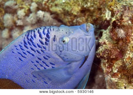 Yellowbar Angelfish