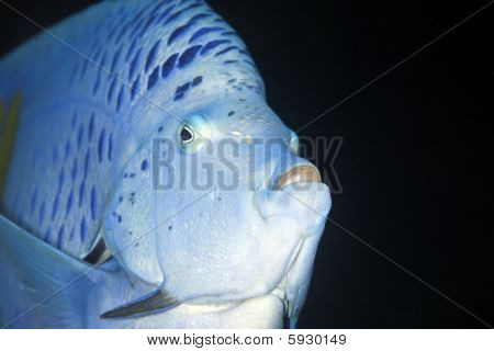 Yellowbar Angelfish