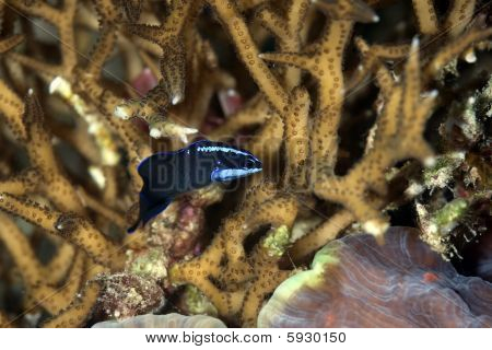 Modré pruhované Dottyback