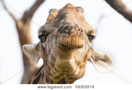 Giraffe in Namib